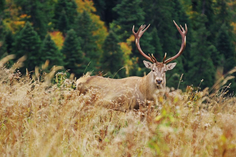 Кавказский олень
