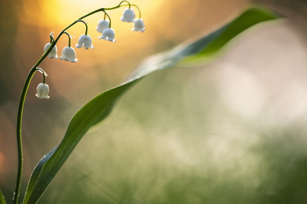 Деление цветКом