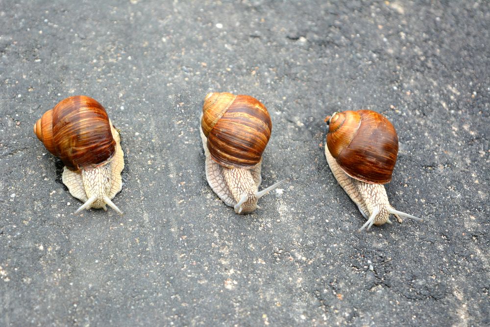 Тише едешь-дальше будешь