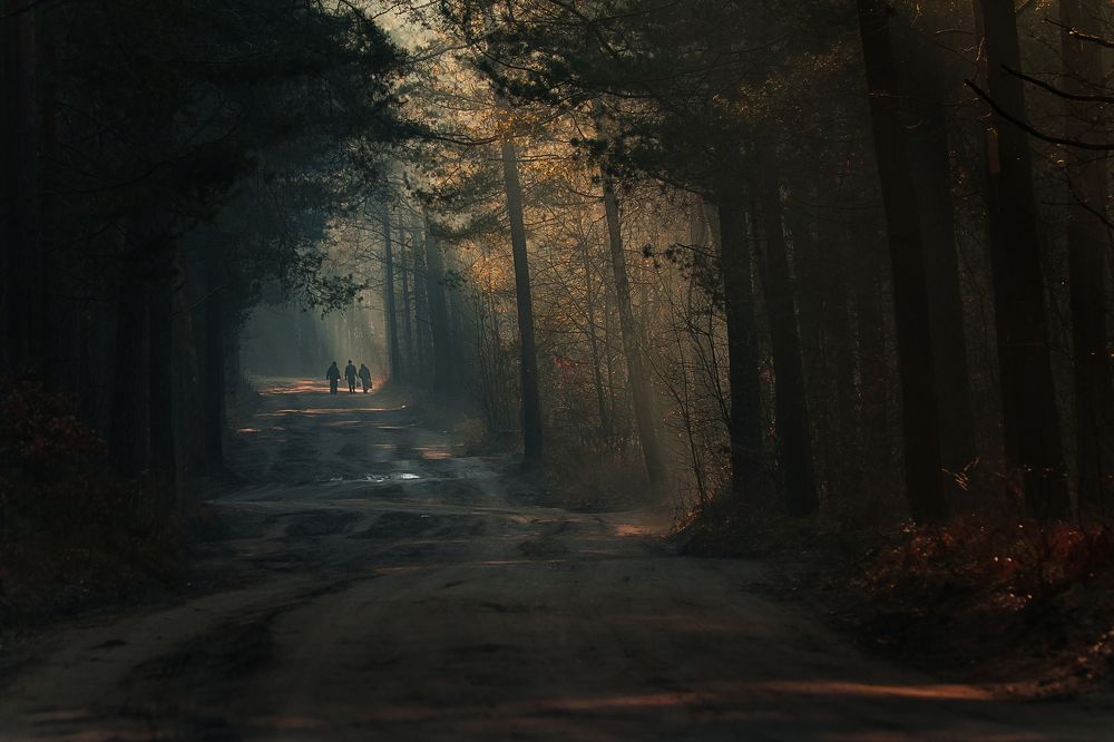 В компании по красивой лесной дороге