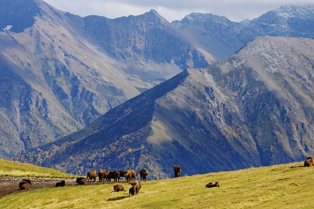 Здесь живут зубры