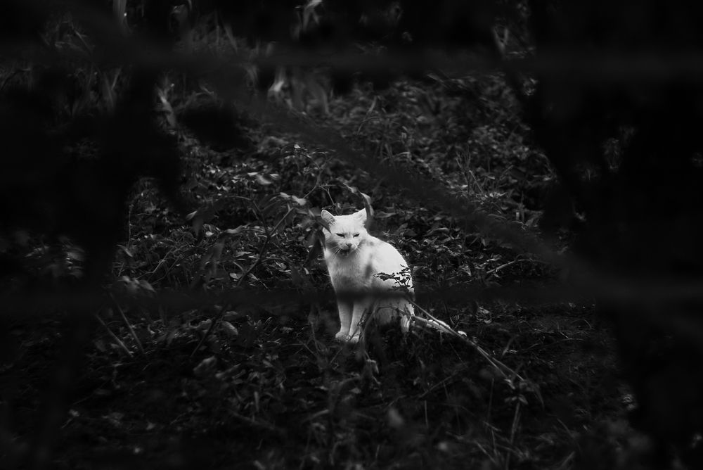 Чёрно-белый