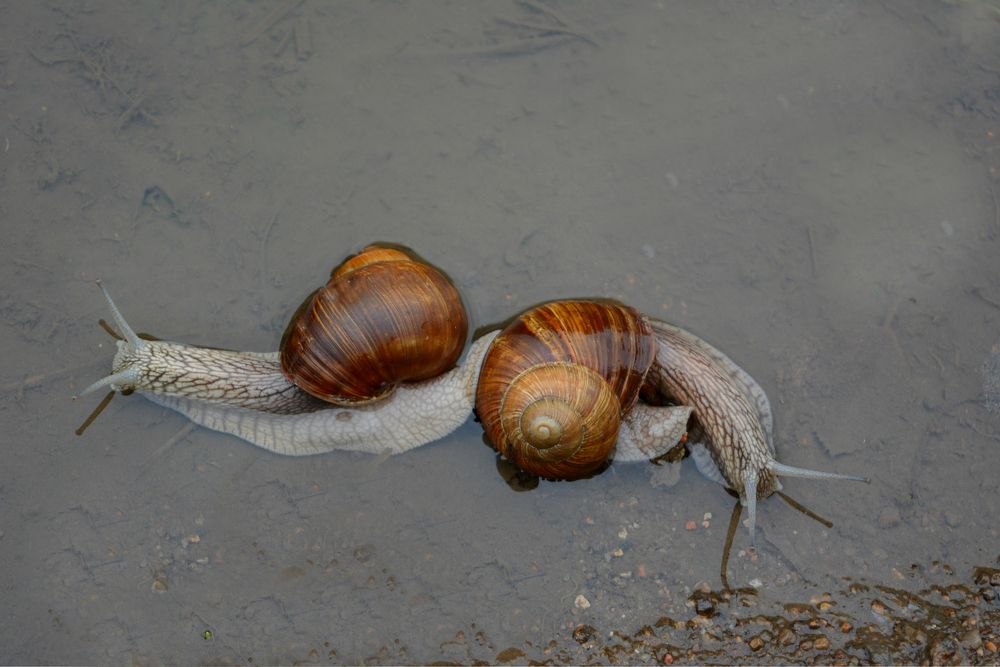 Две улитки купаются в луже,инь и янь