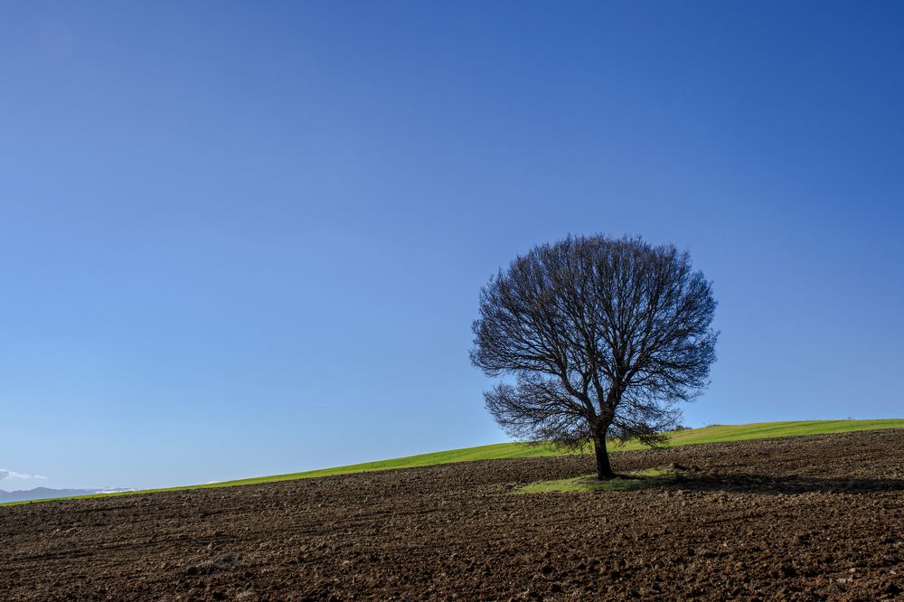 Lonely tree..