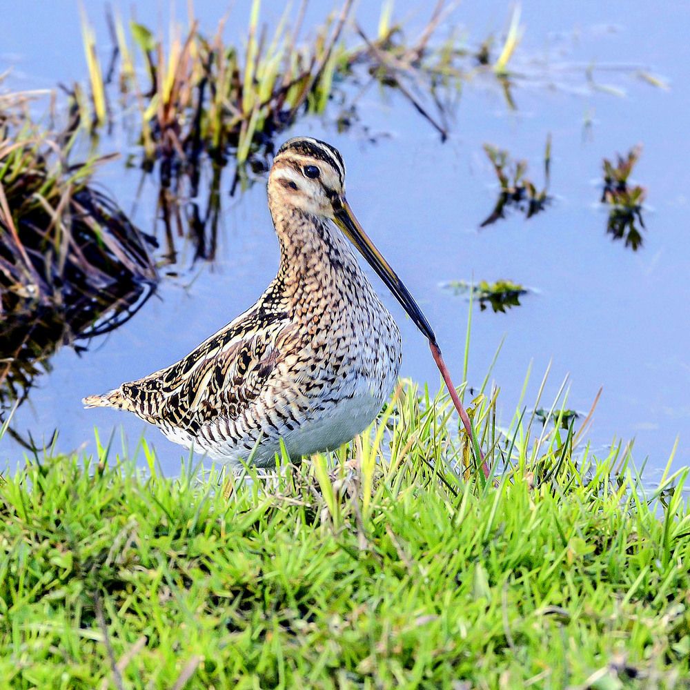 Несговорчивый червяк.