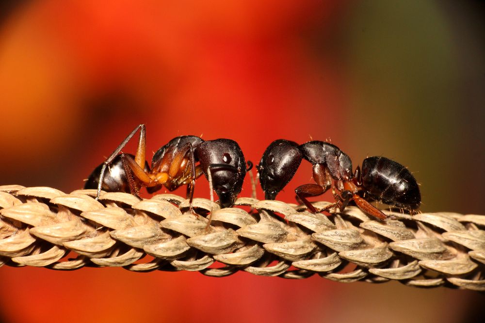 ANTS FIND THEIR WAY INTO MY HOME EASILY