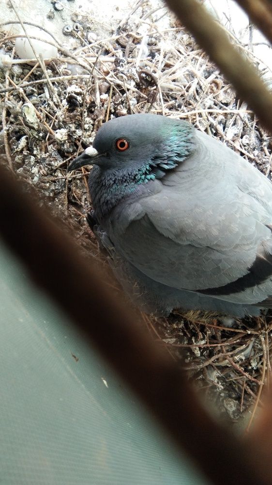 The dove