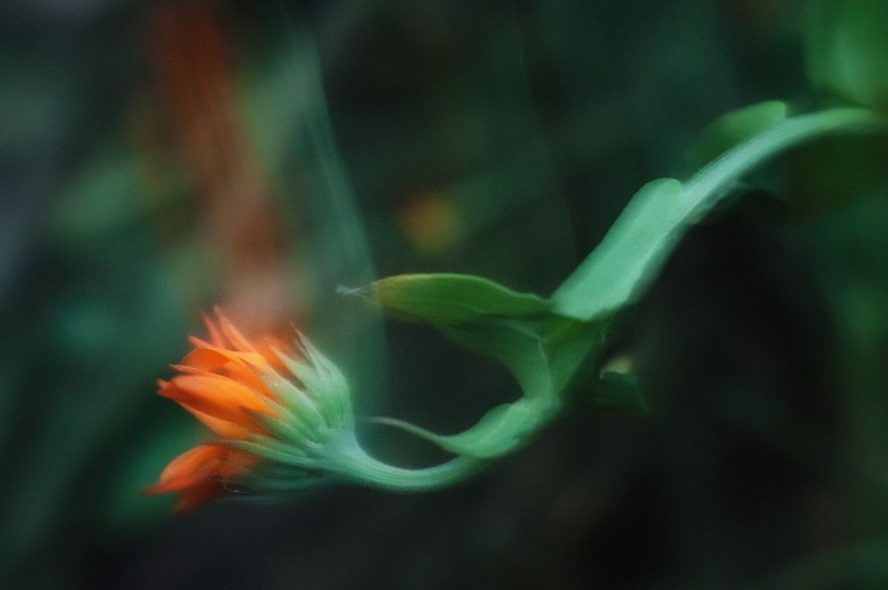 Photograph by Елена Шишкова