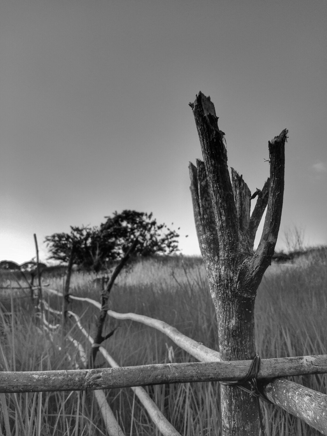 Twig Fence