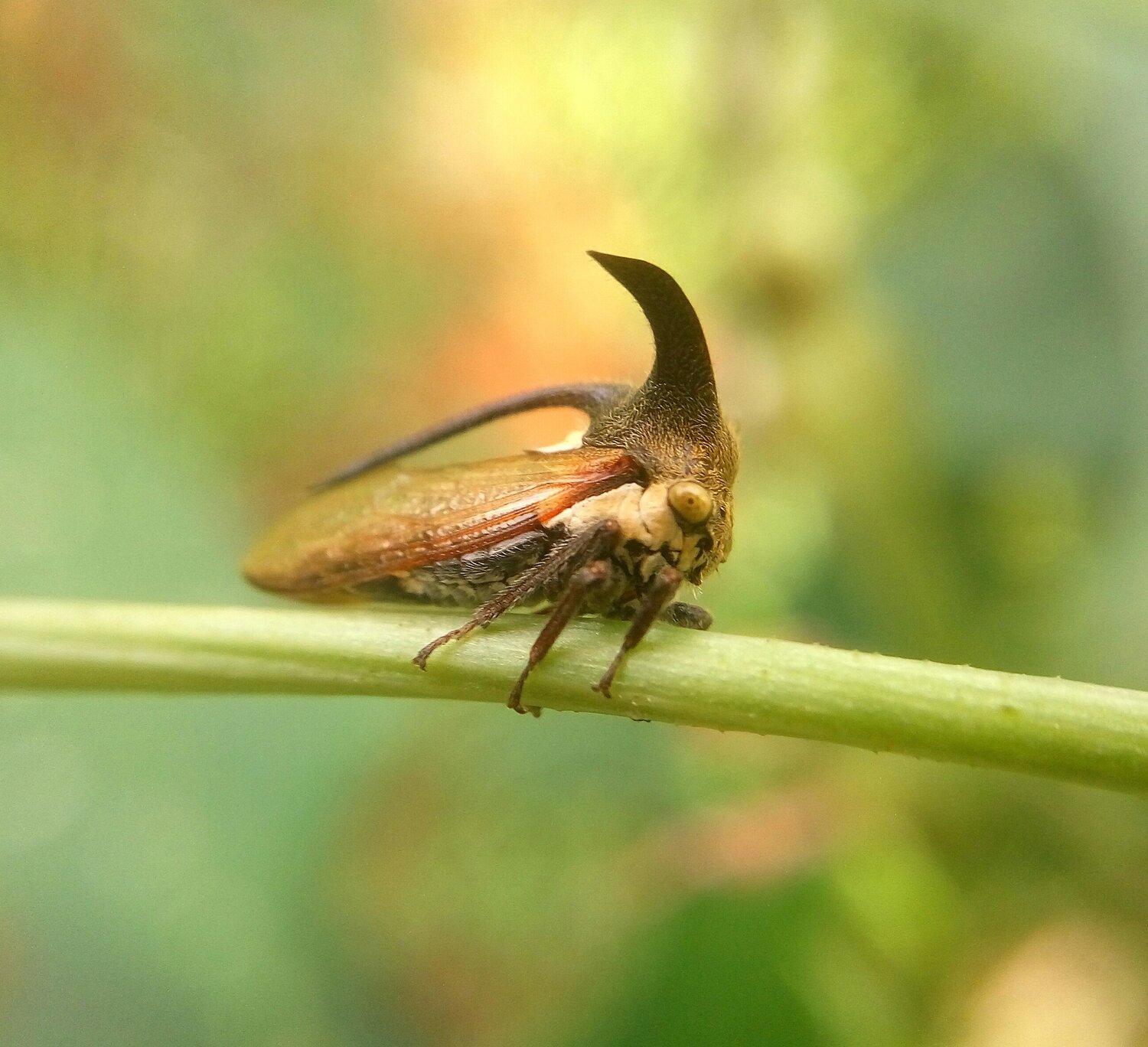 Beetle