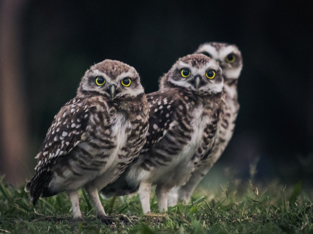 Photograph by Nicolas Gatto