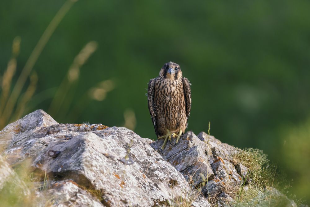 Сокол Сапсан