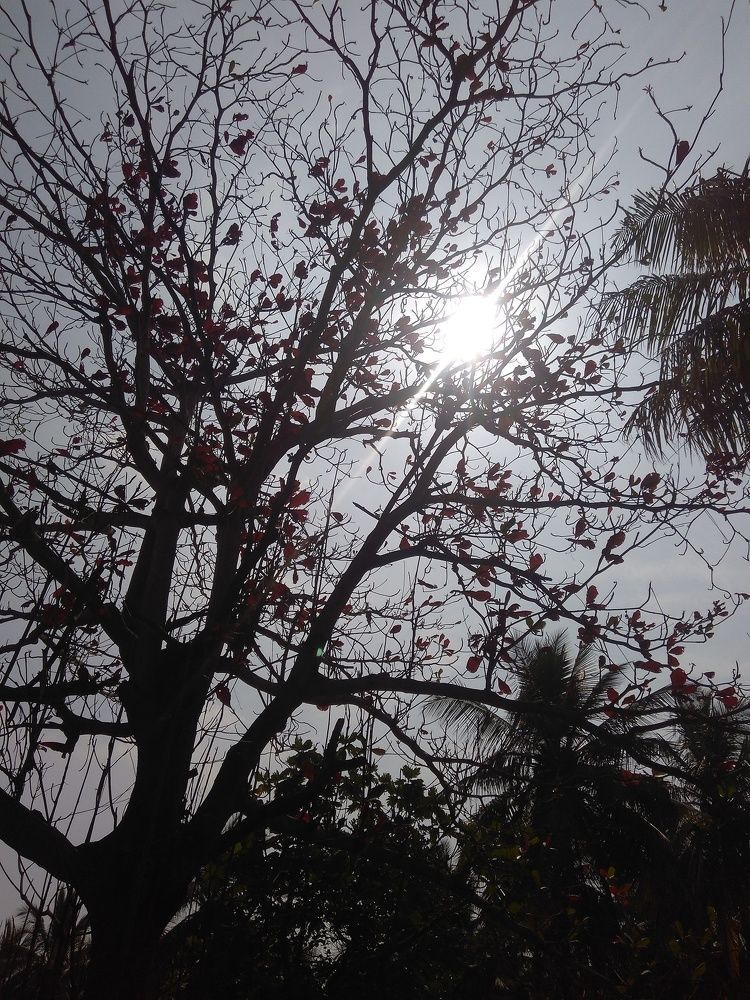 Sunny day