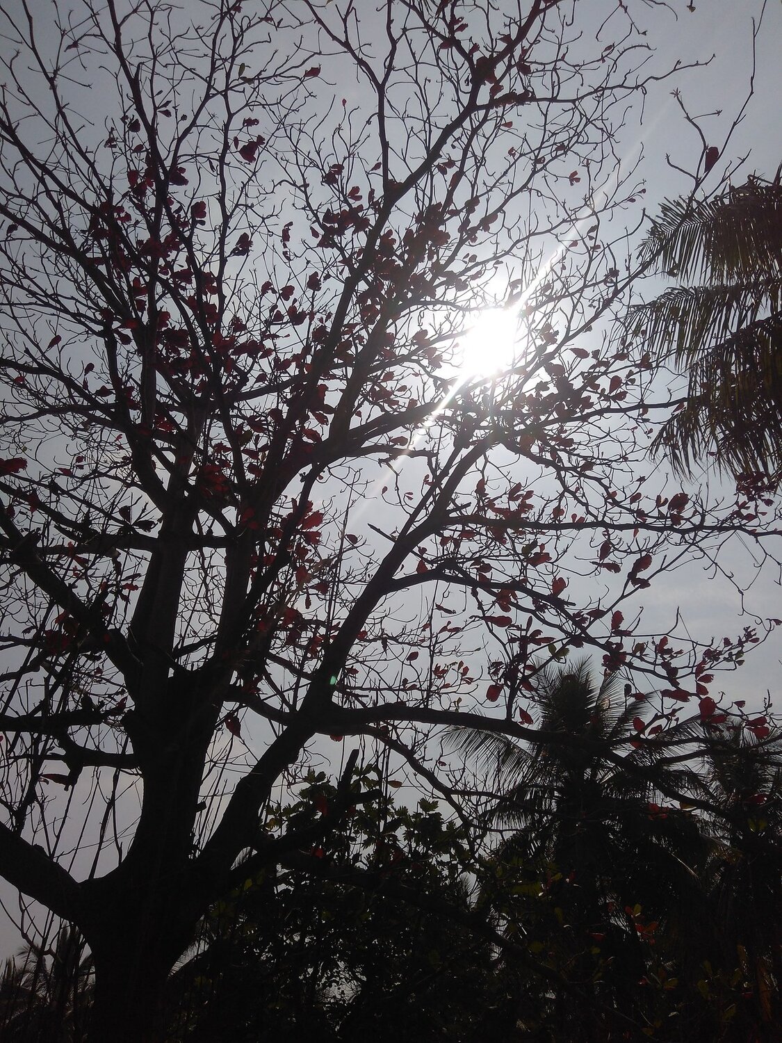 Sunny day