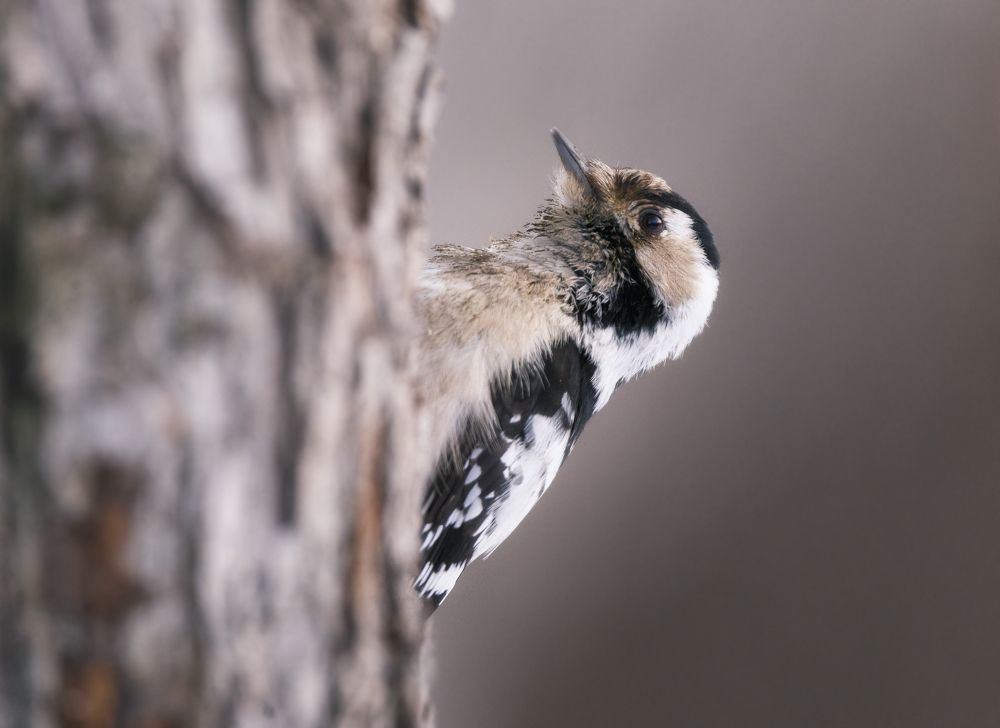 Малый пёстрый дятел