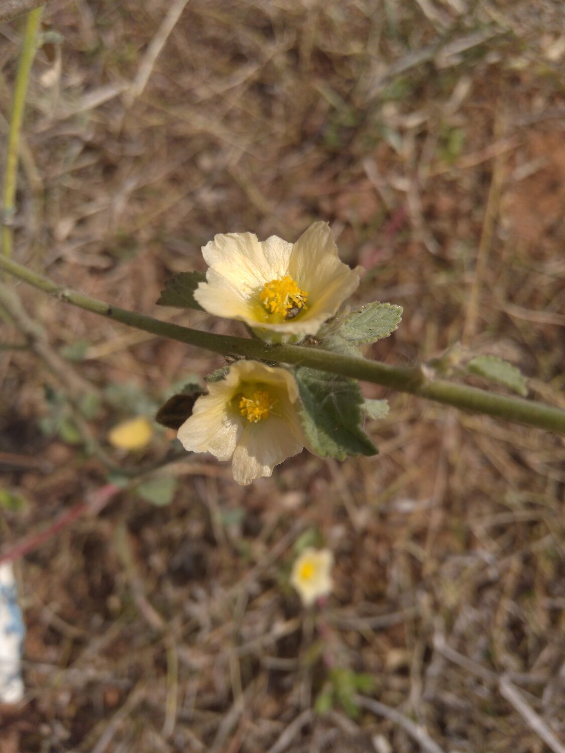 Tiny yellow flower