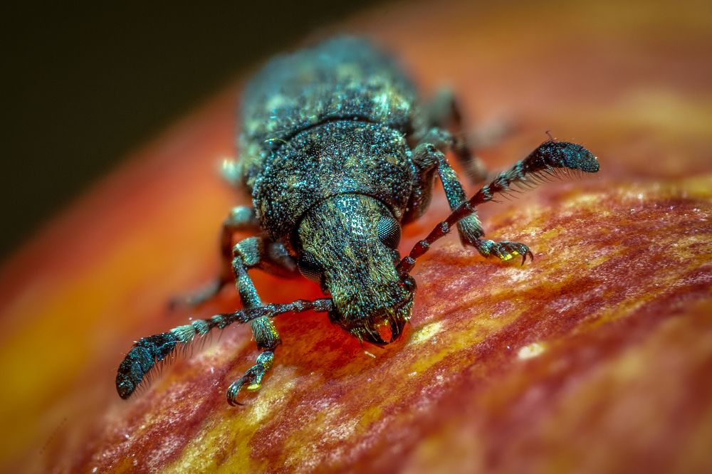 Где мой ужин...