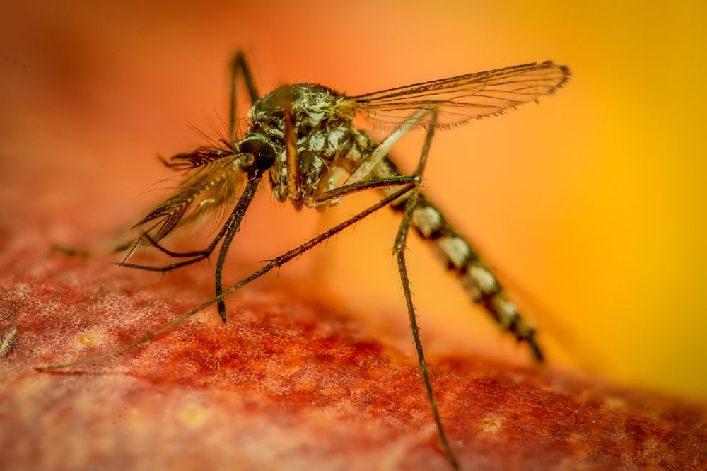 Денге близко