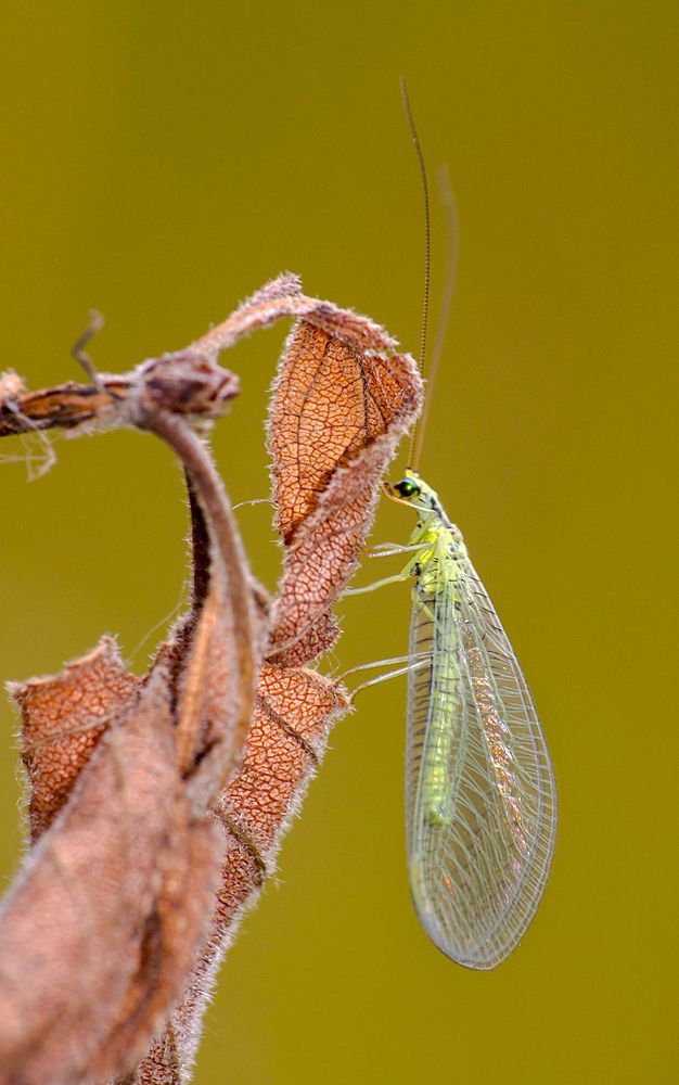 Златоглазка
