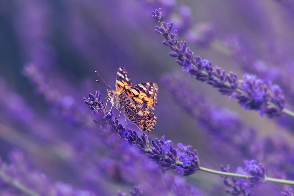 Butterfly and lavender