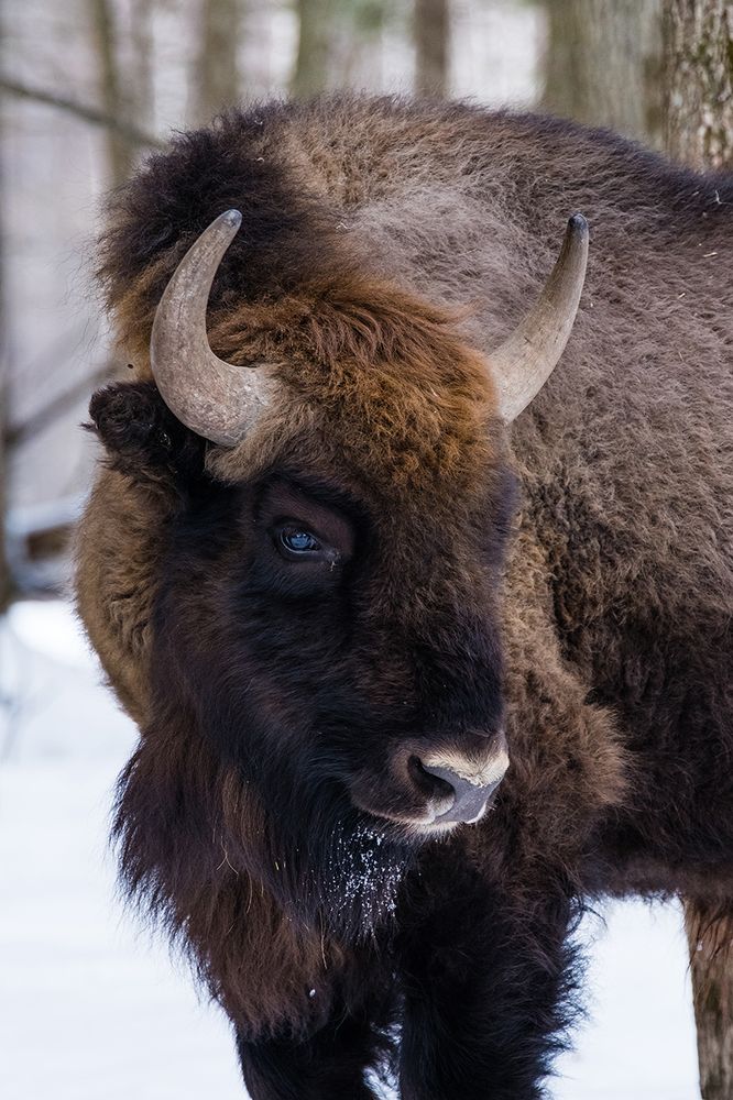 Портрет зубра