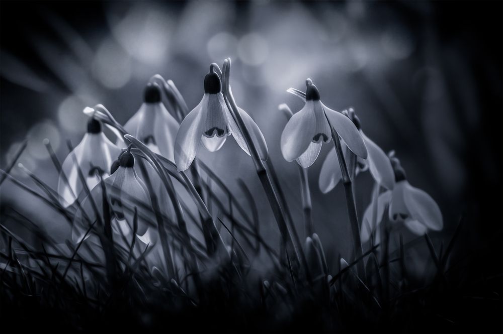 Snowdrops