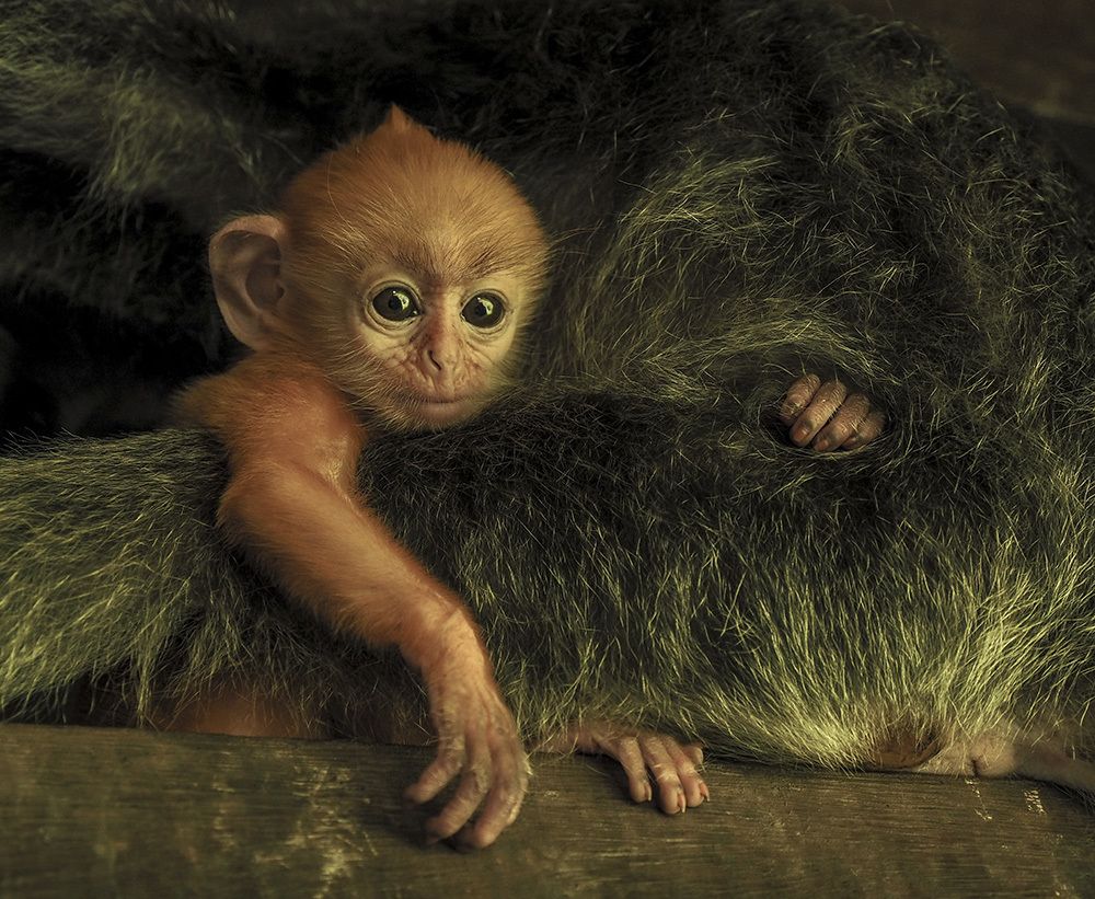 Оранжевый малыш