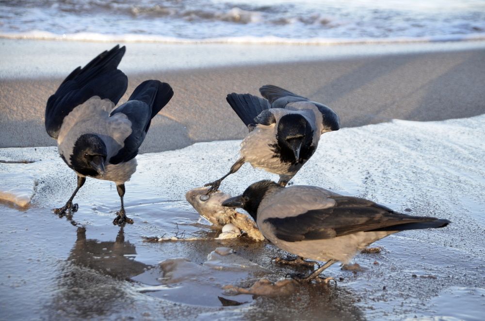 Делим на троих...