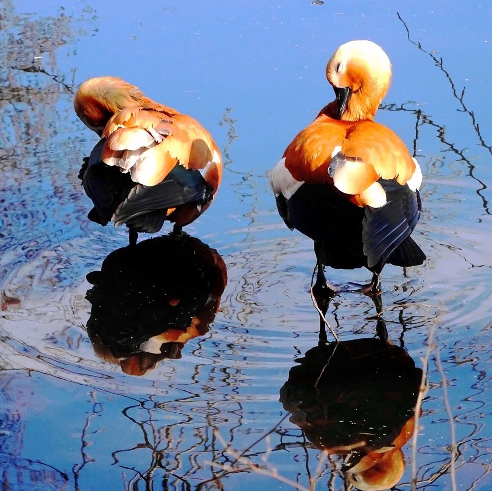 Застенчивые огари