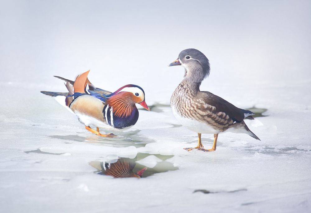 Mandarins on Ice