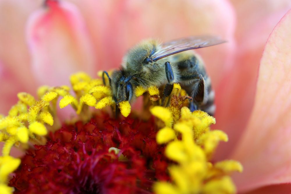 Bee On Zinnia