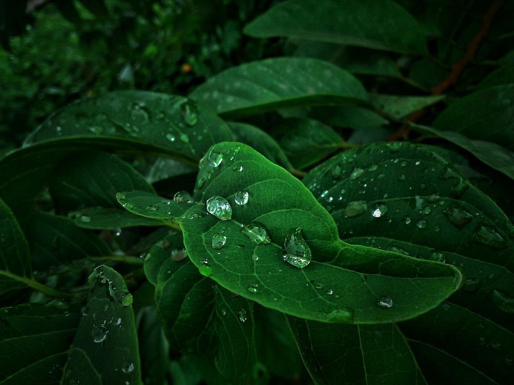 Water drops in a leaf