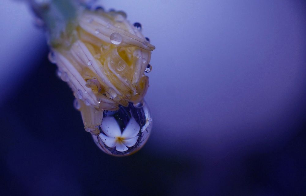 flower in Rain Drop