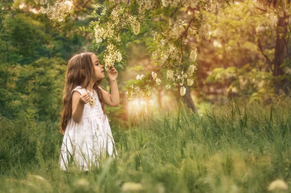 Запах цветущих акаций