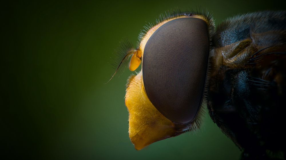 Журчалка портрет