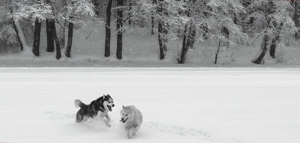 Наперегонки