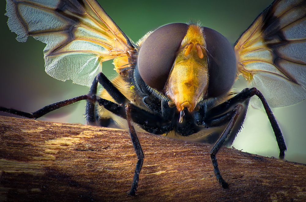 Журчалка сушит крылья