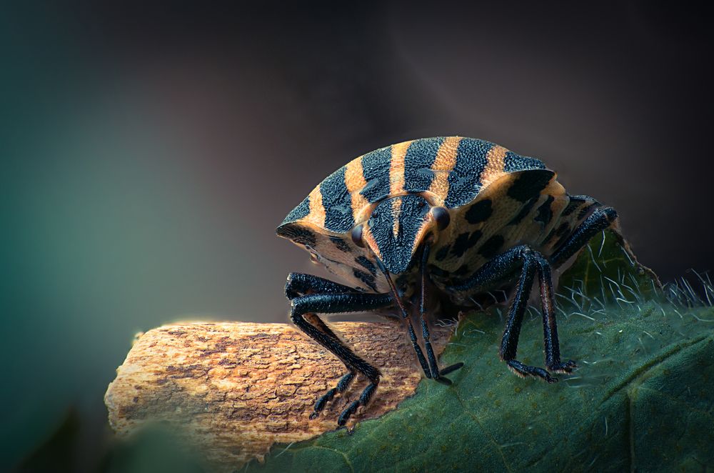 Клоп-легионер