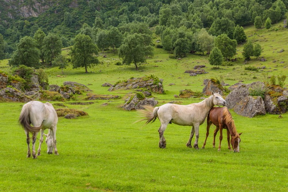 Кони на лугу