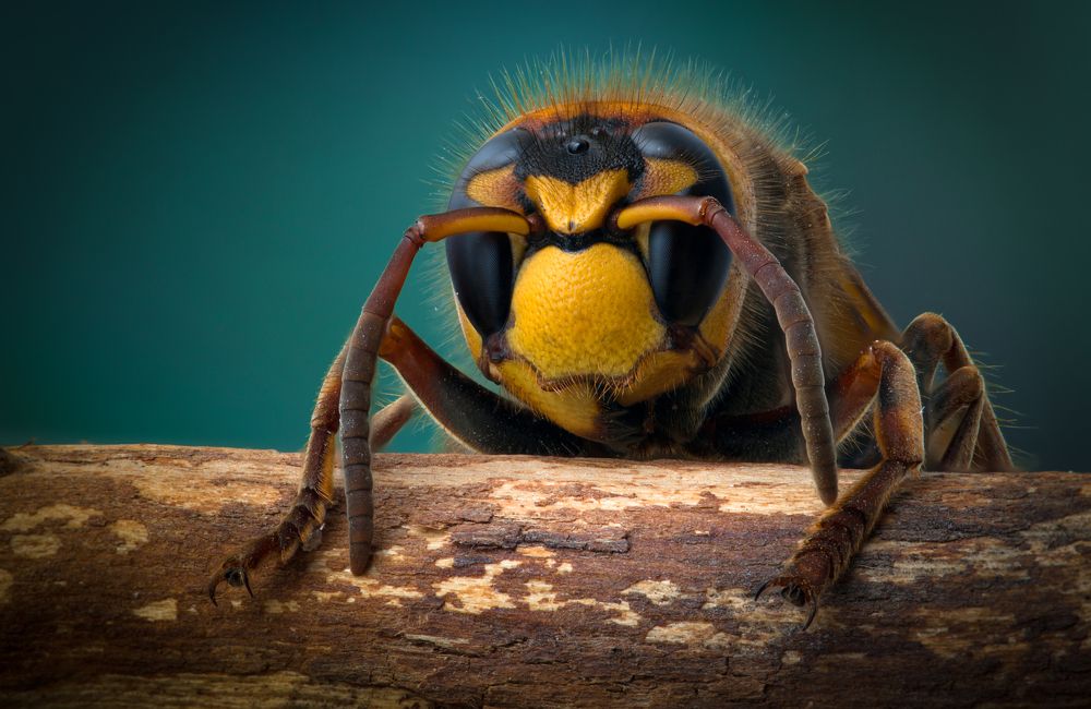 Шершень портрет