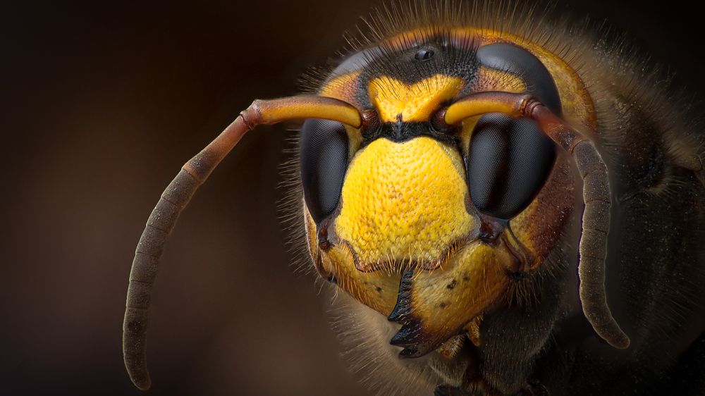 Шершень самец