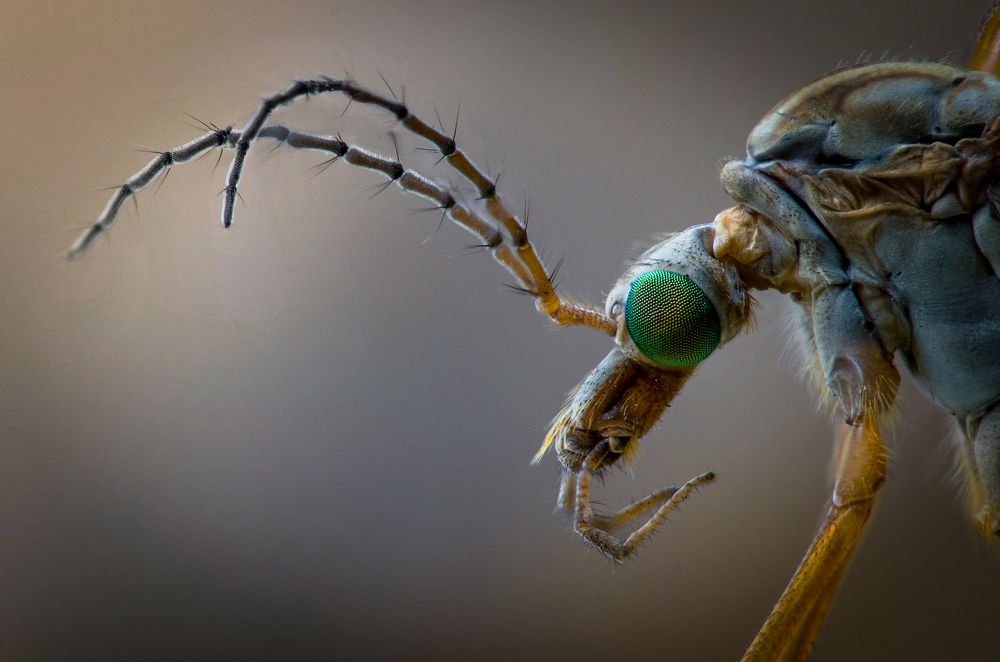 Самец комара