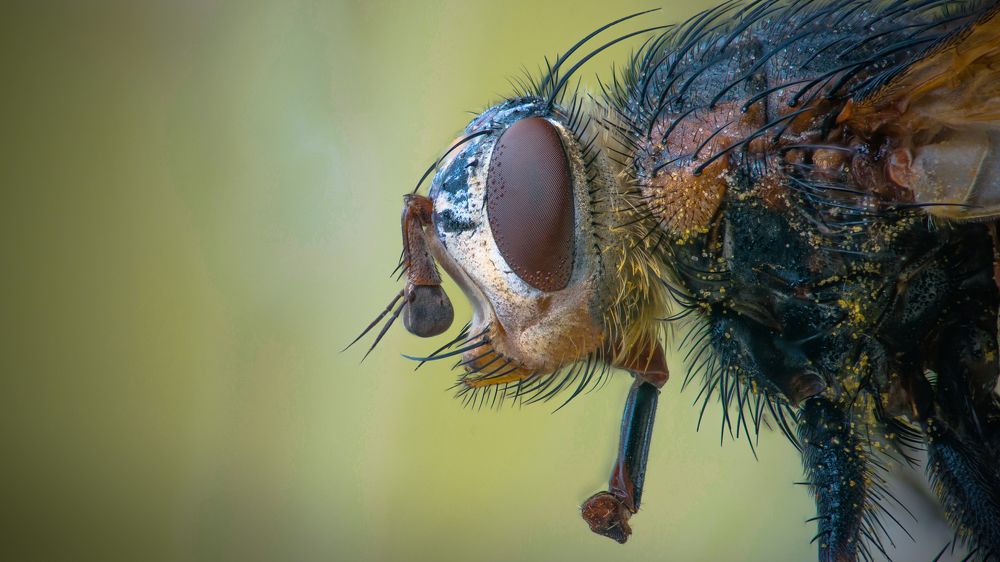 Ежемуха портрет