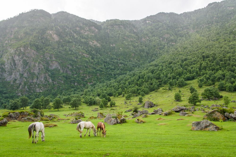 Кони у подножия горы