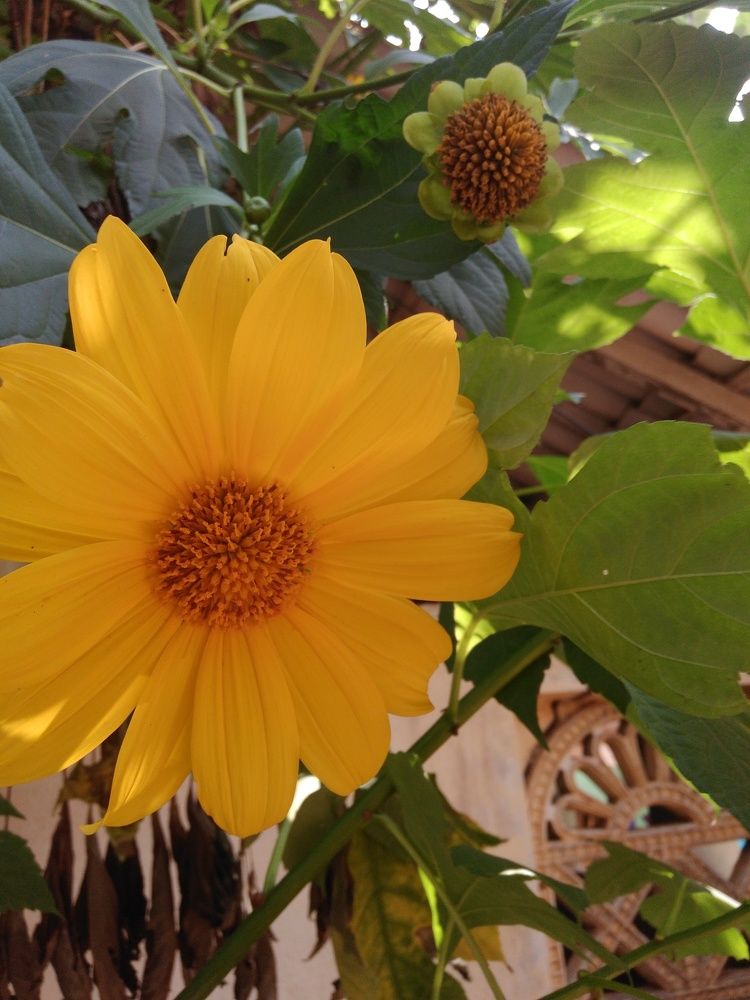 Beautiful bright flower