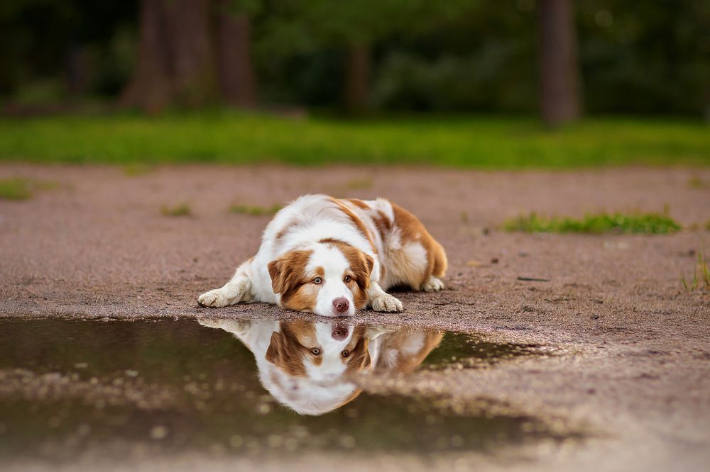 Свежесть после дождя