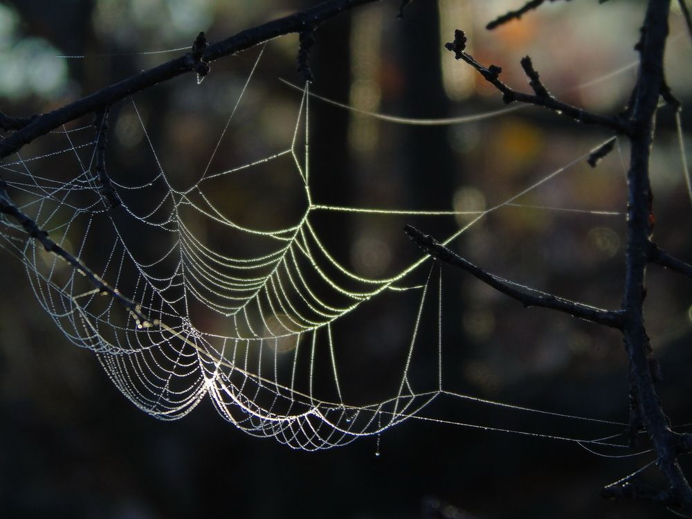 Серебряные нити паутины