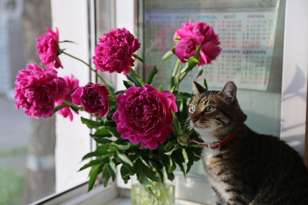 Photograph by Крестников Валерий