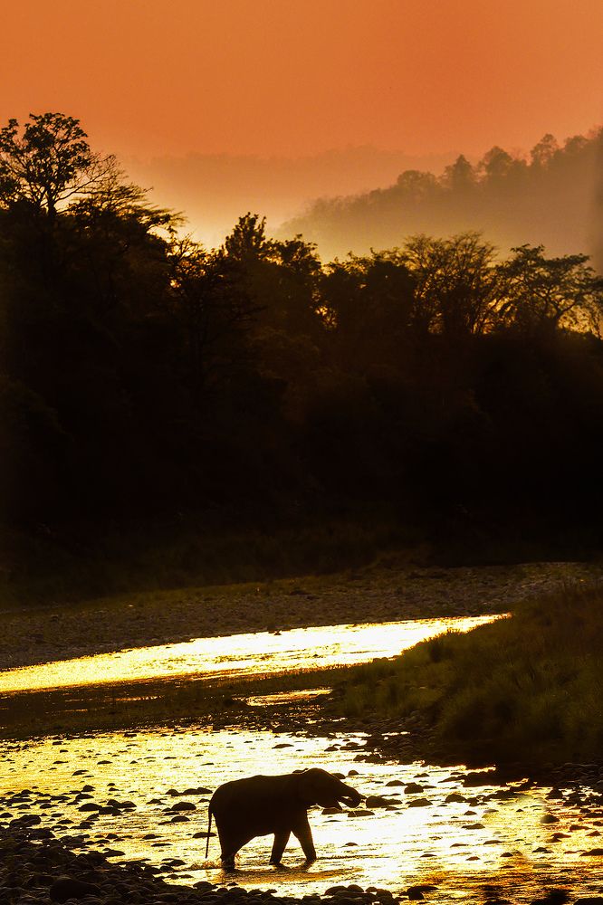 Is the Sun setting on world wildlife?