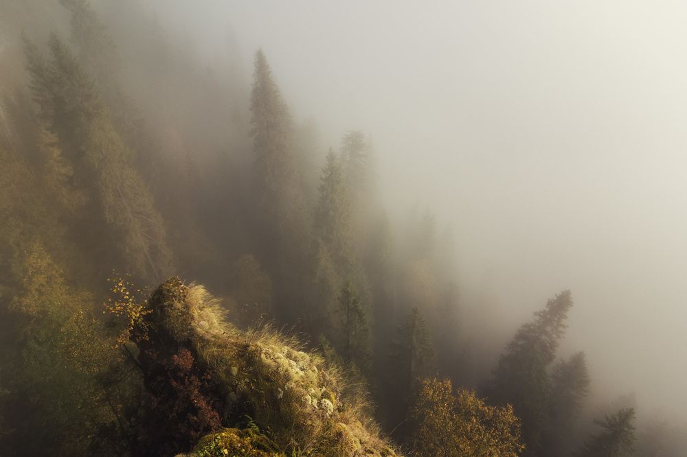 Мистический лес